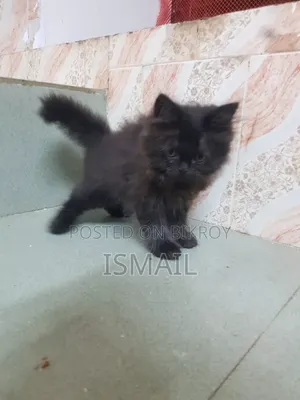 1-3 months Female Purebred Persian