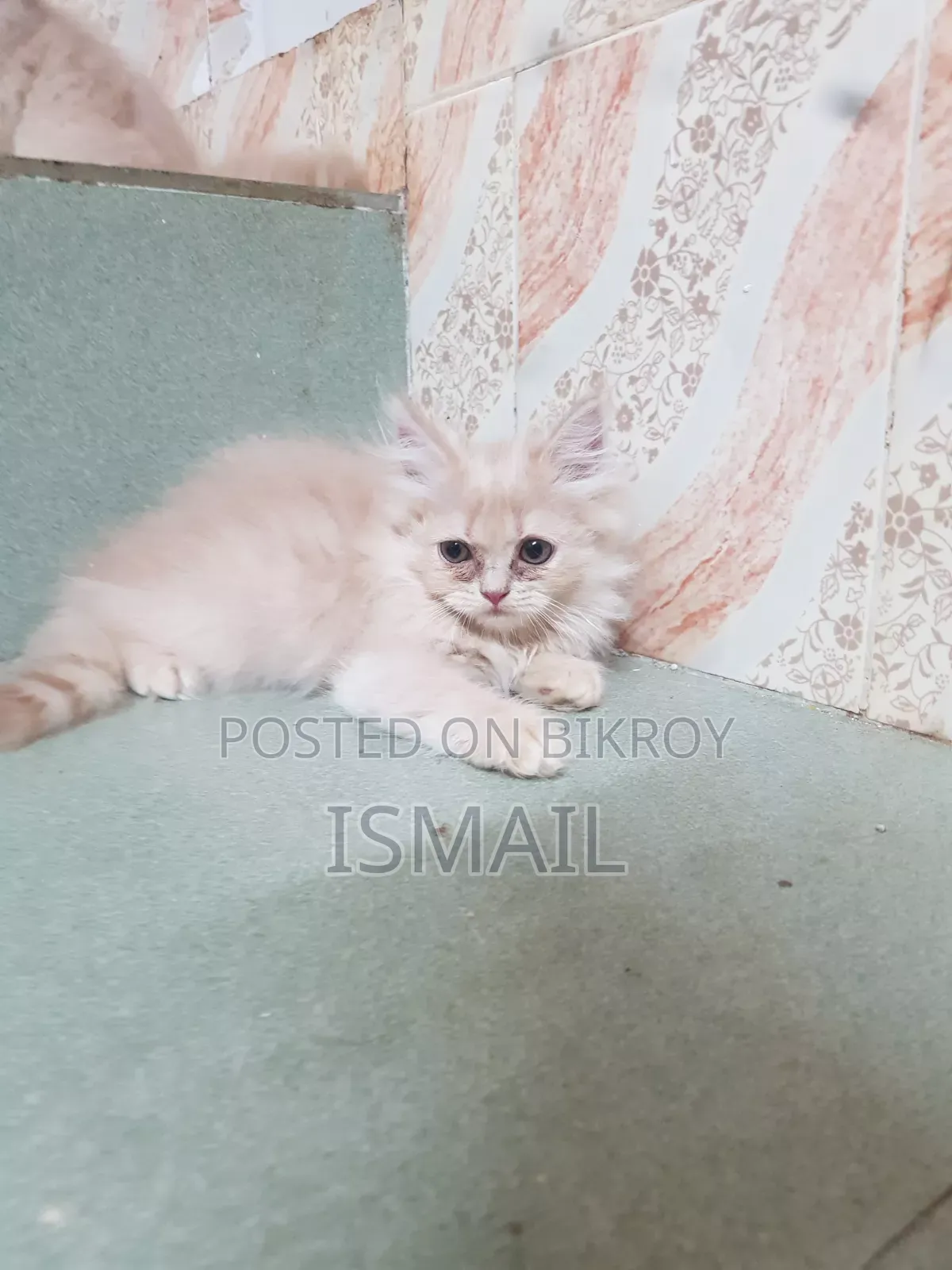 1-3 months Female Purebred Persian
