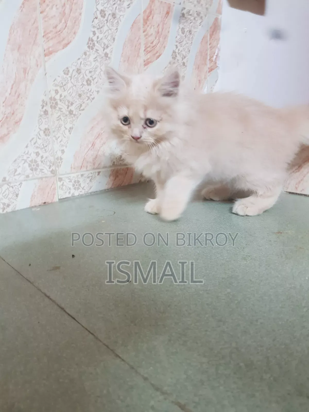 1-3 months Female Purebred Persian