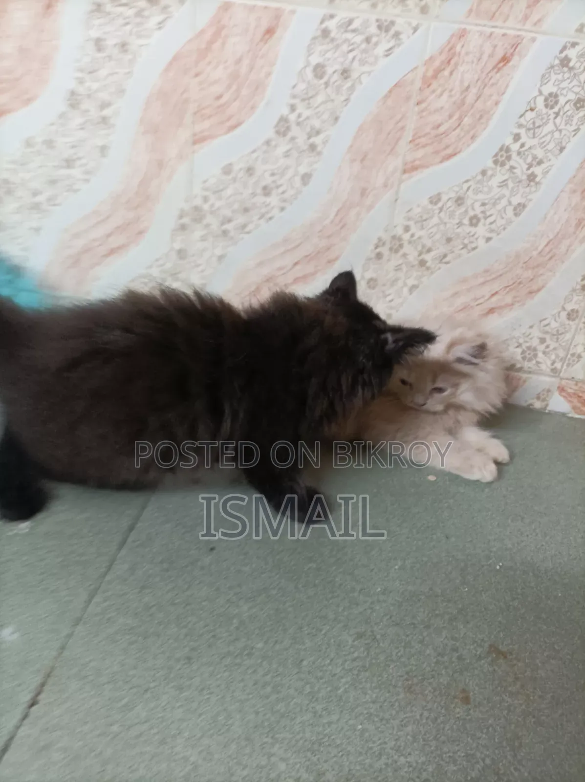 1-3 months Female Purebred Persian