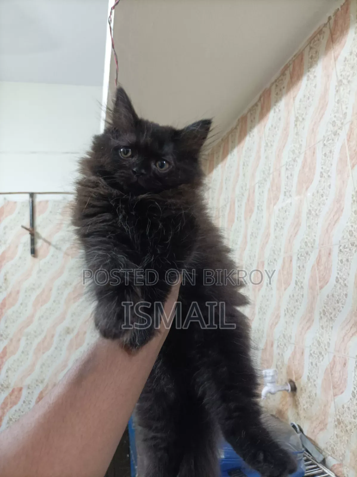 1-3 months Female Purebred Persian