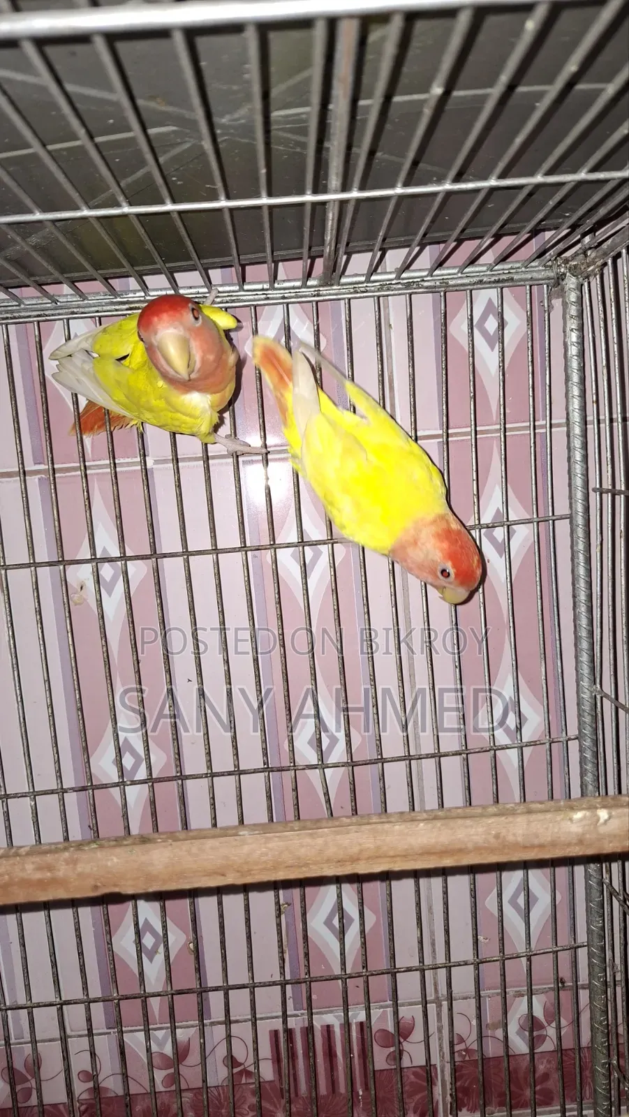 Lovebird Bird
