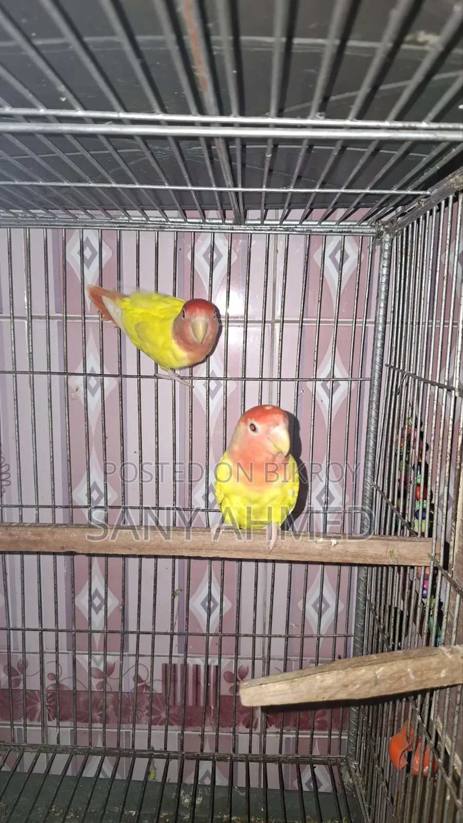 Lovebird Bird