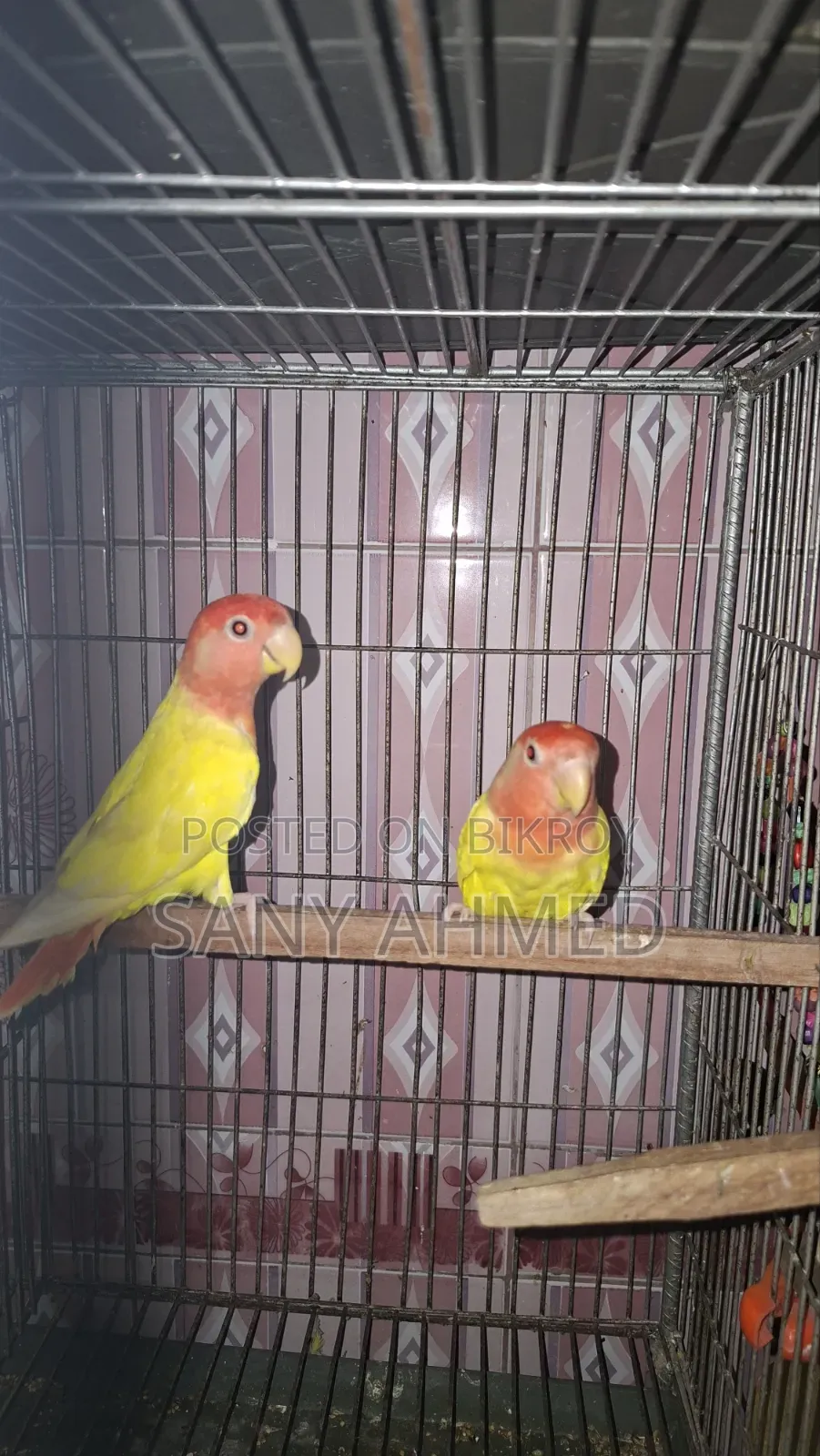 Lovebird Bird