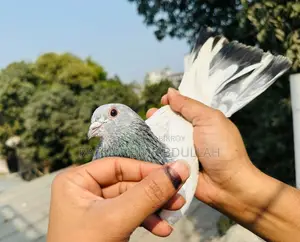 5 Pics Pigeons