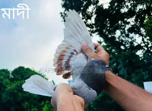 5 Pics Pigeons