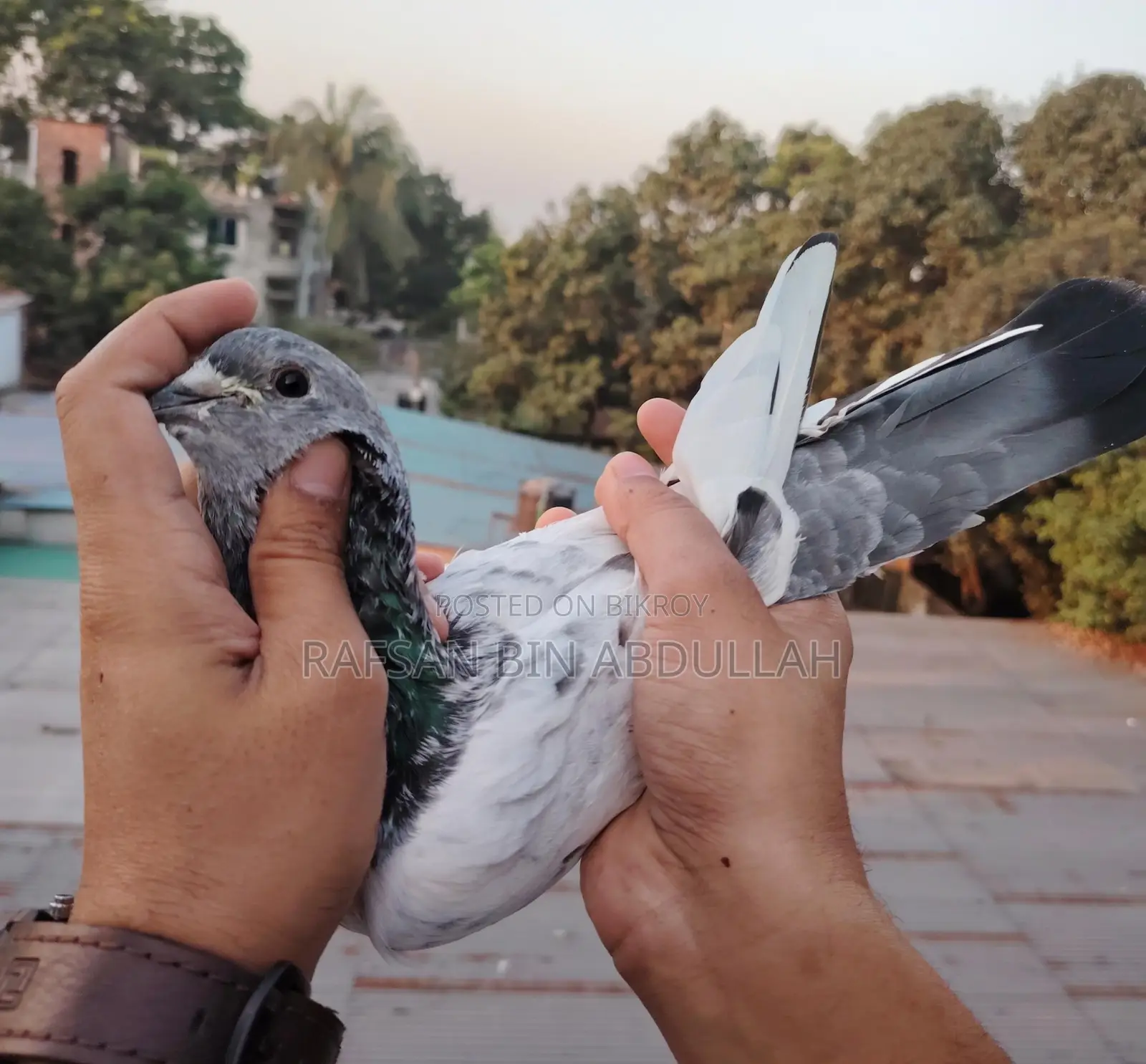 5 Pics Pigeons