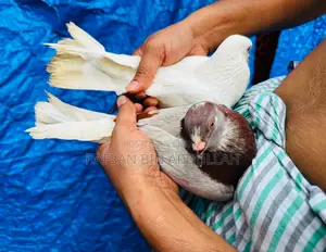 5 Pics Pigeons