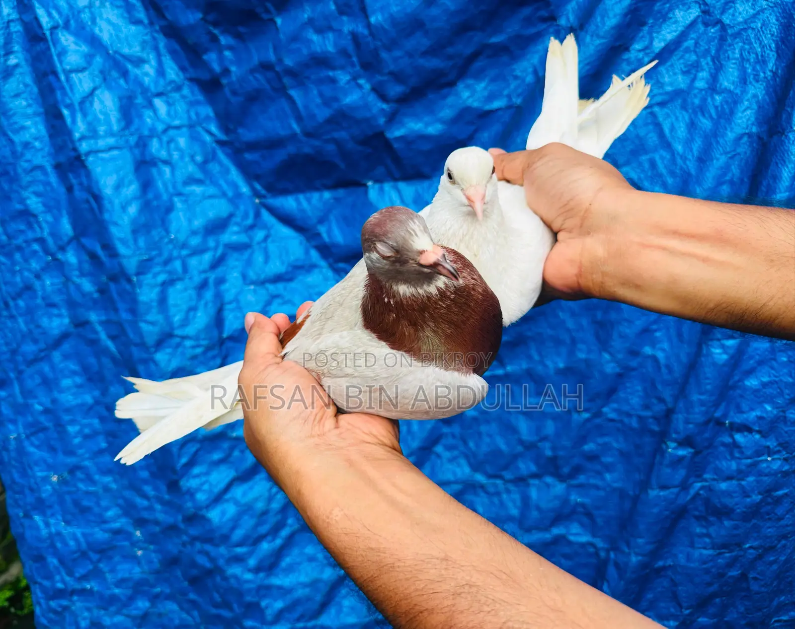 5 Pics Pigeons