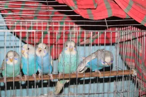 Budgerigar Bird