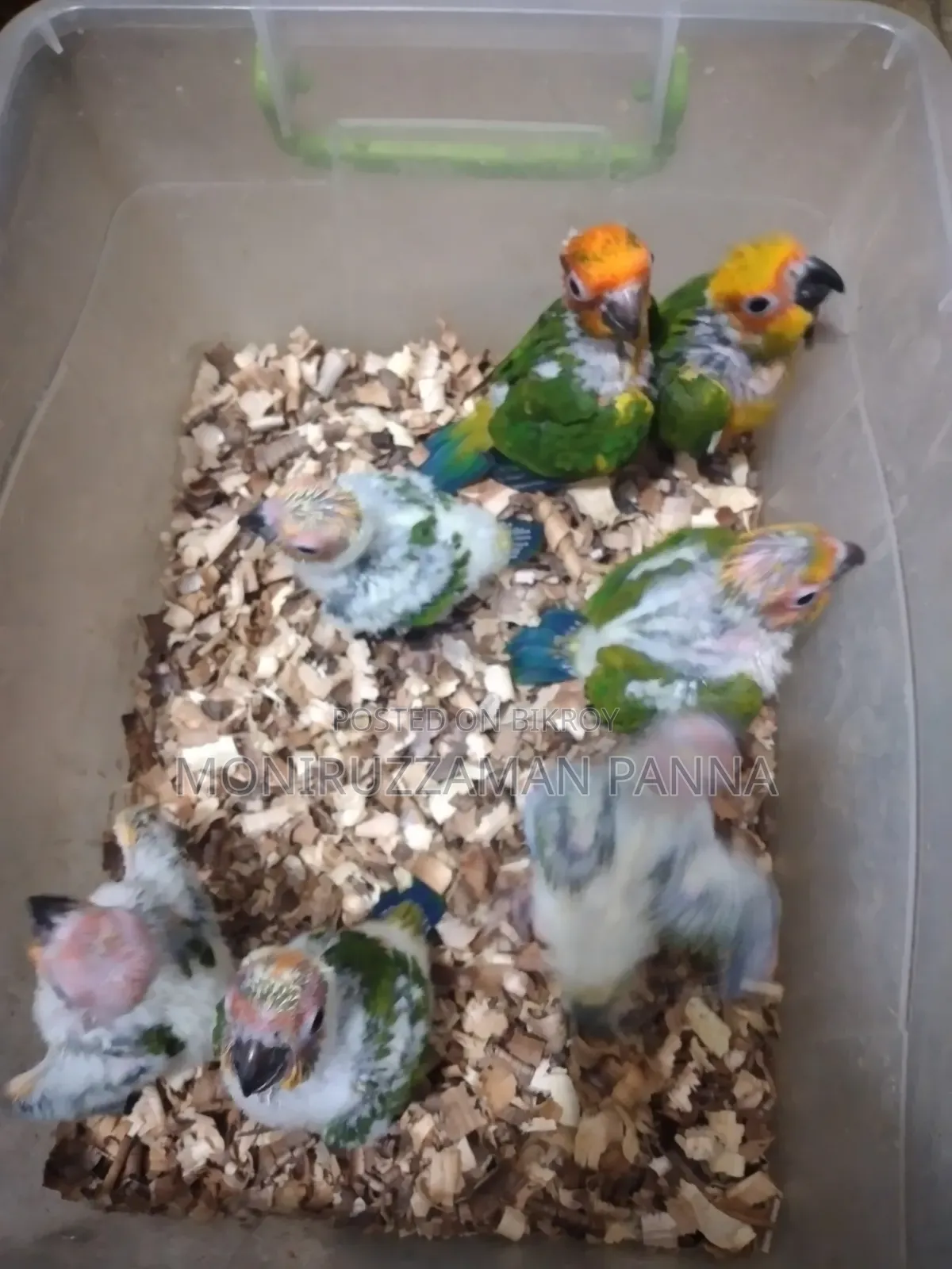 Baby Birds