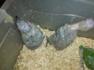 Baby Birds