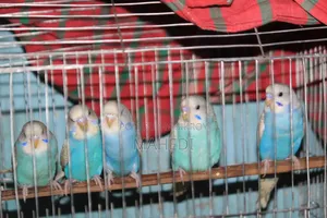 Budgerigar Bird