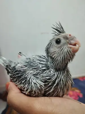 Cockatiel Baby Tame Size Cockatiel