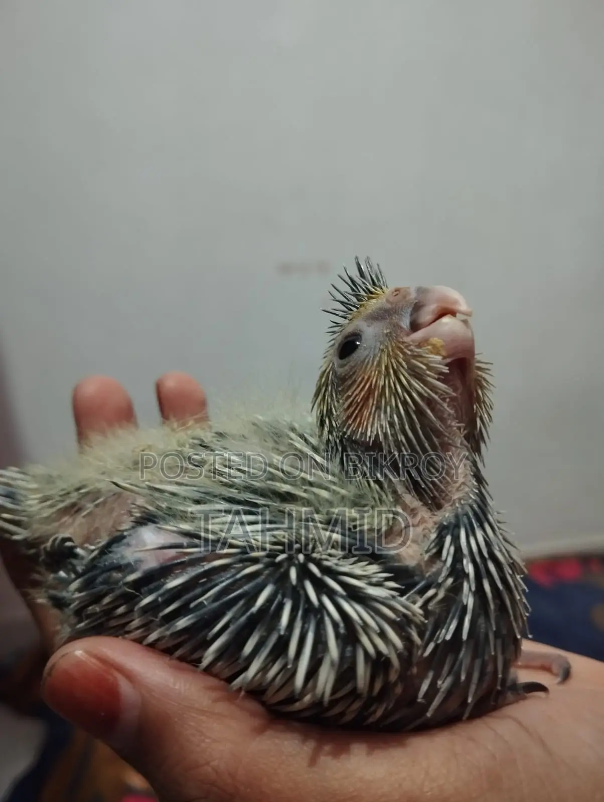 Cockatiel Baby Tame Size Cockatiel