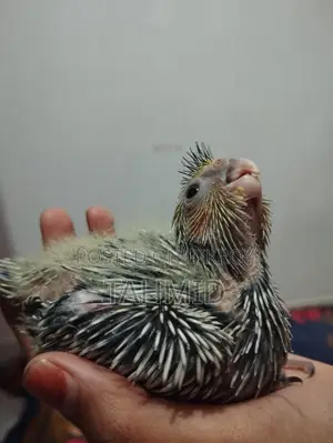 Cockatiel Baby Tame Size Cockatiel