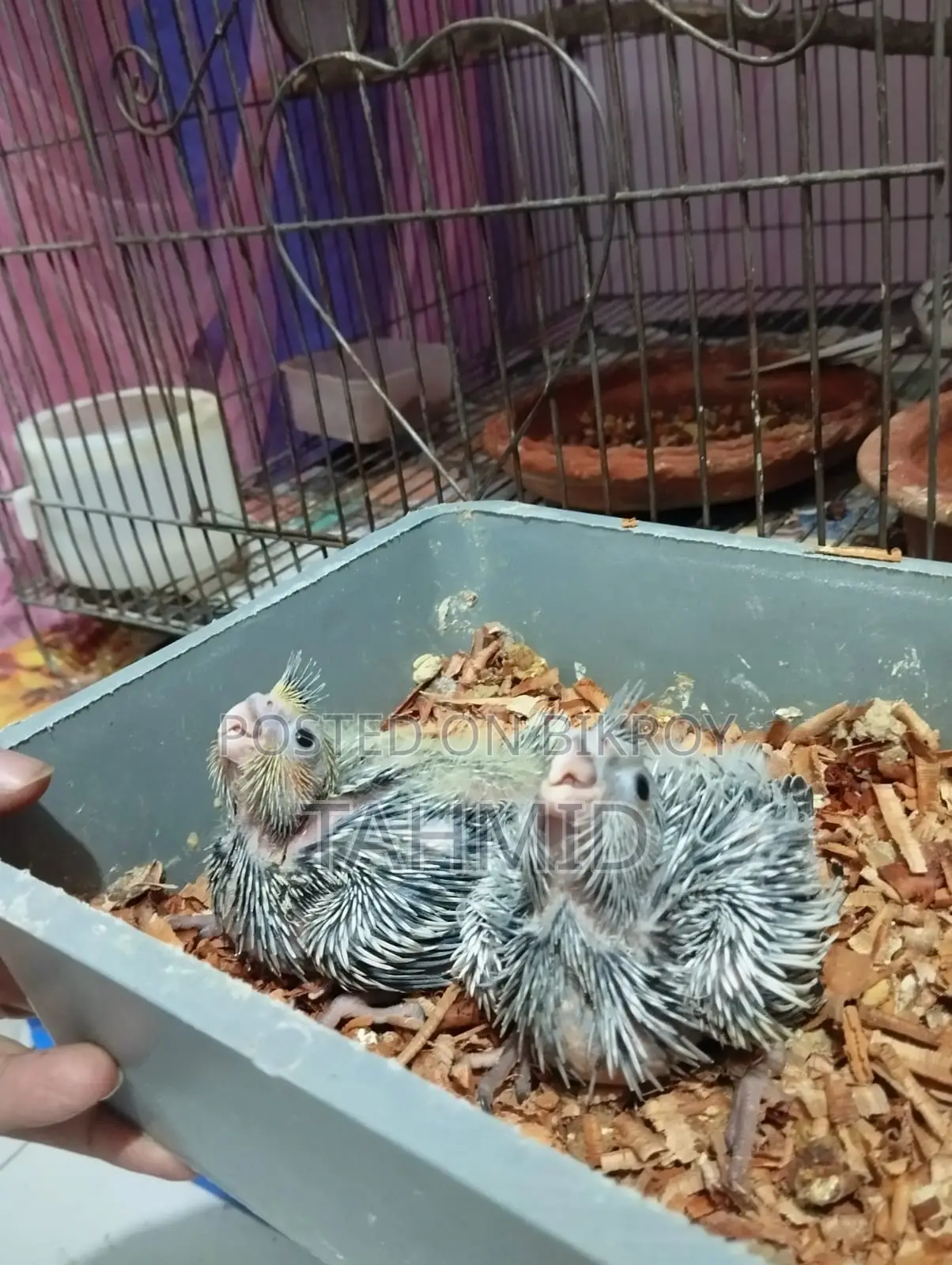 Cockatiel Baby Tame Size Cockatiel