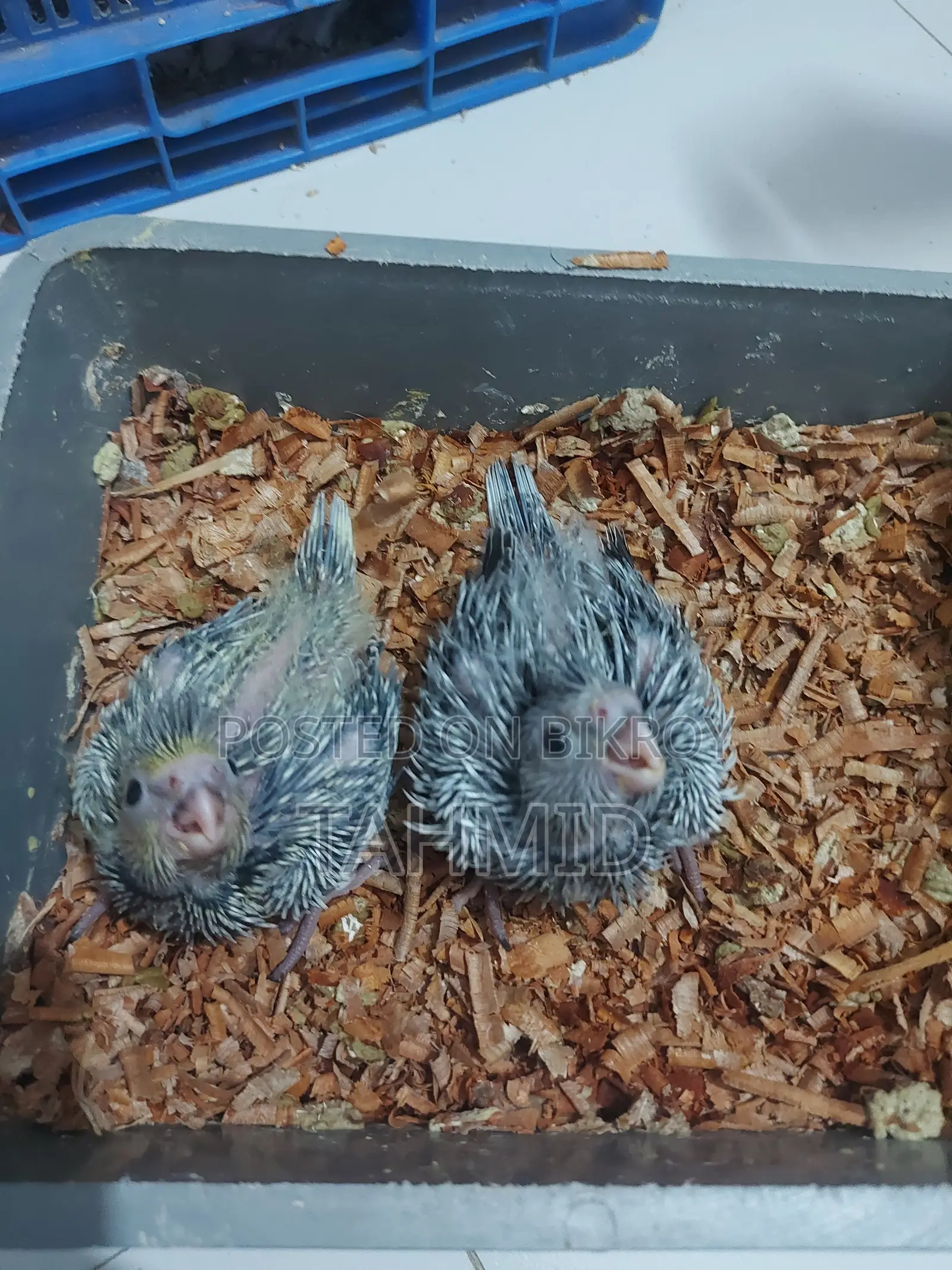 Cockatiel Baby Tame Size Cockatiel