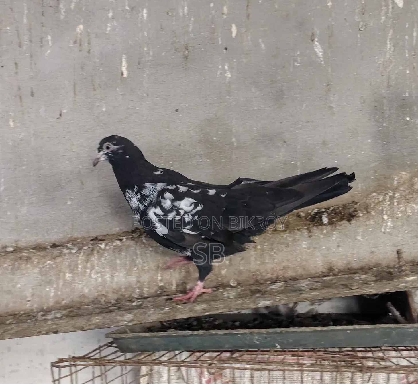 Kalpit Pair