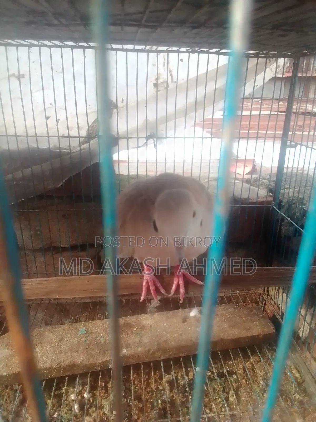 Running Dove