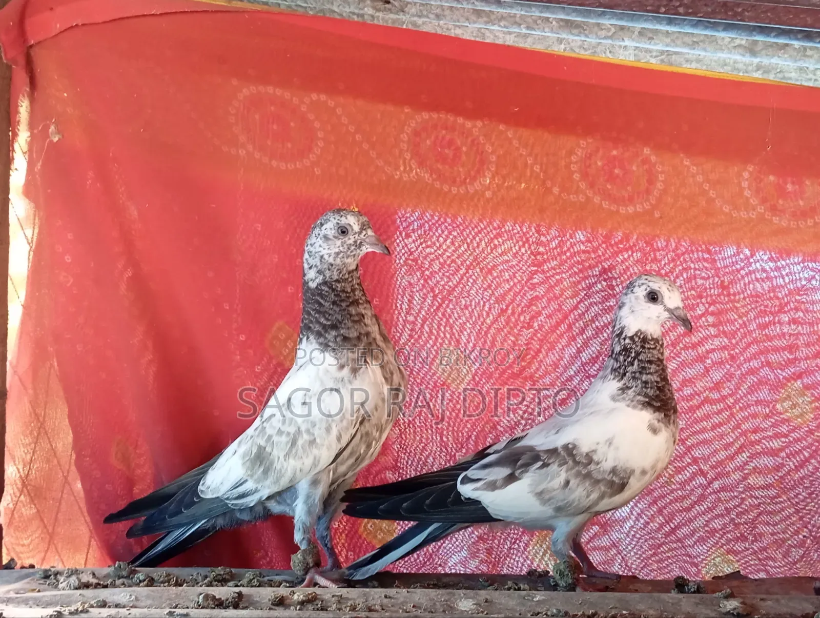 Giribaj Pigeon