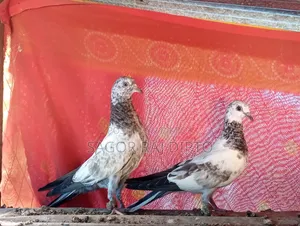 Giribaj Pigeon