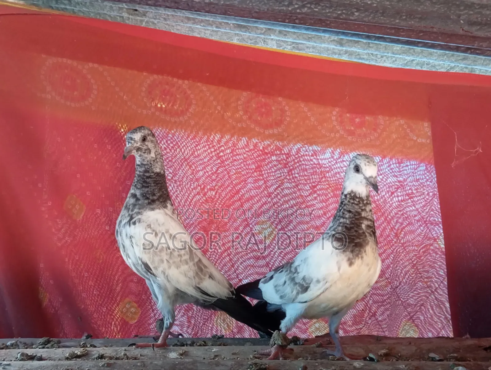 Giribaj Pigeon