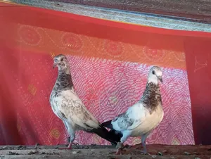 Giribaj Pigeon