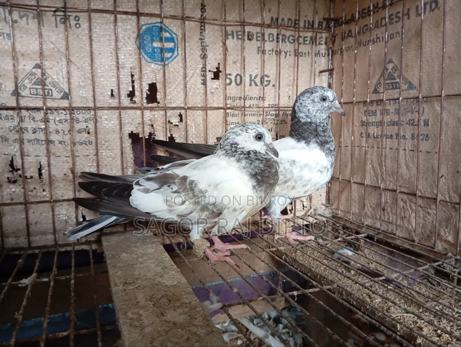 Giribaj Pigeon