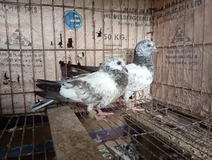 Giribaj Pigeon