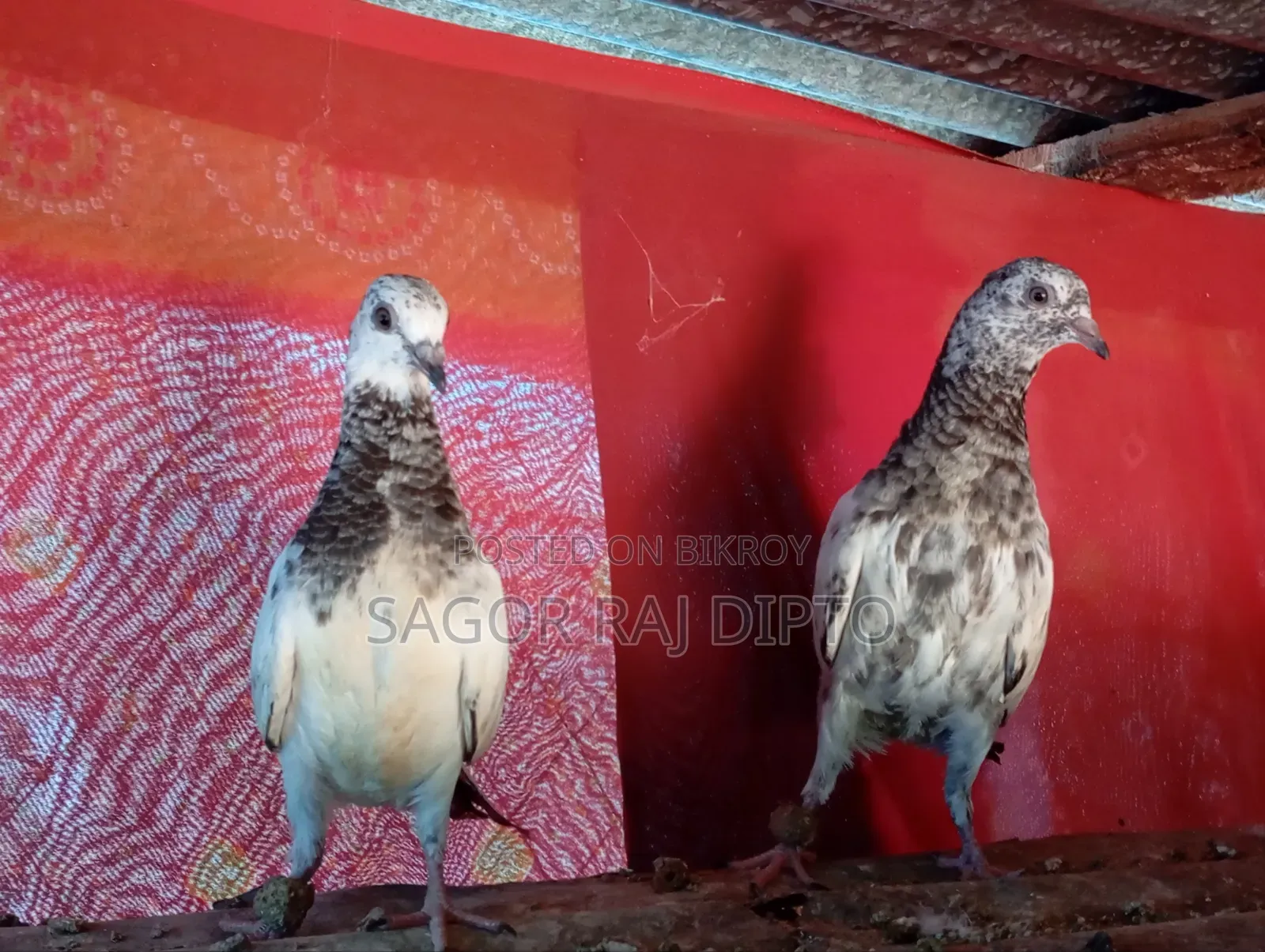 Giribaj Pigeon
