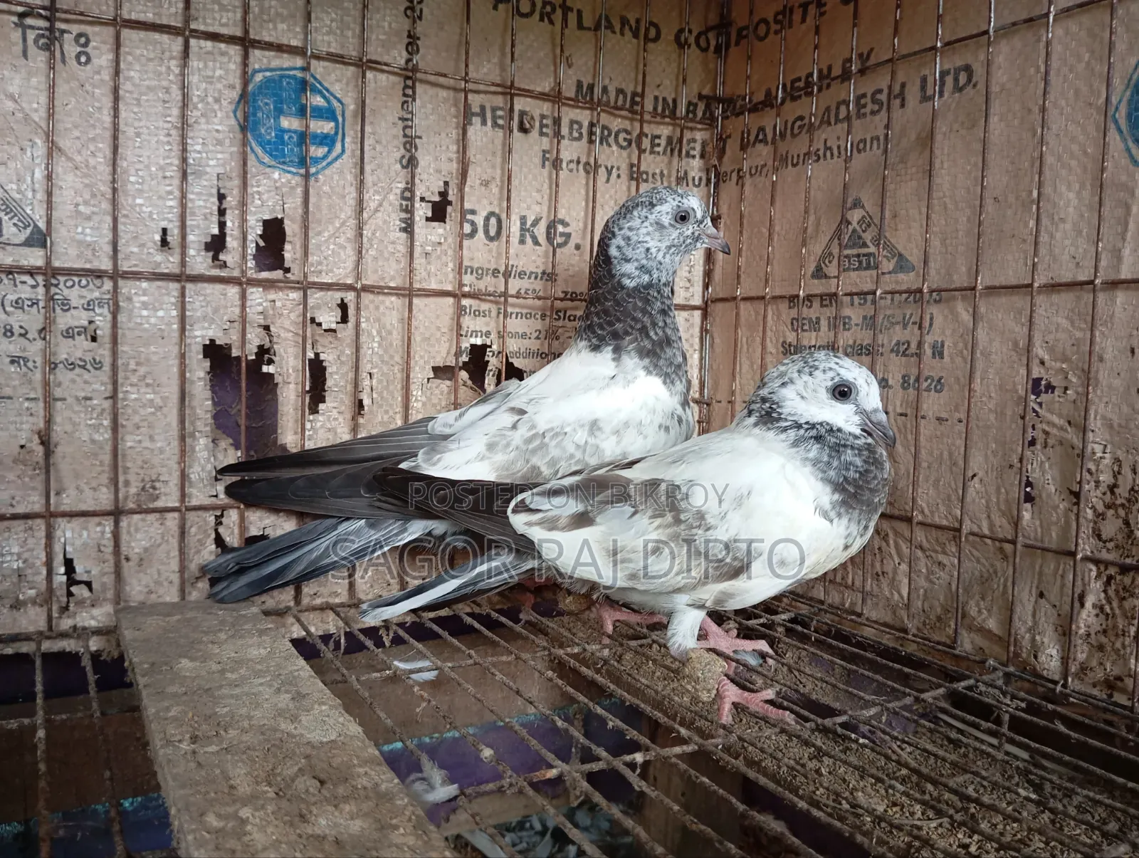 Giribaj Pigeon