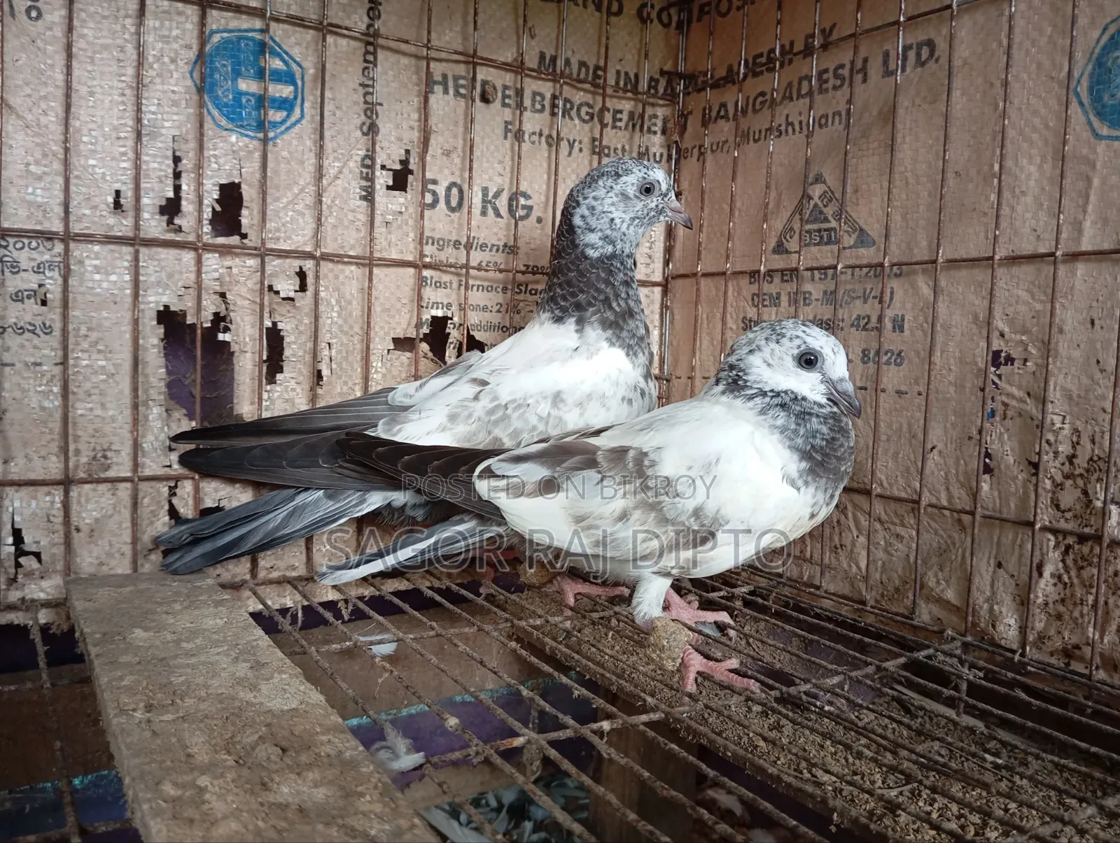 Giribaj Pigeon