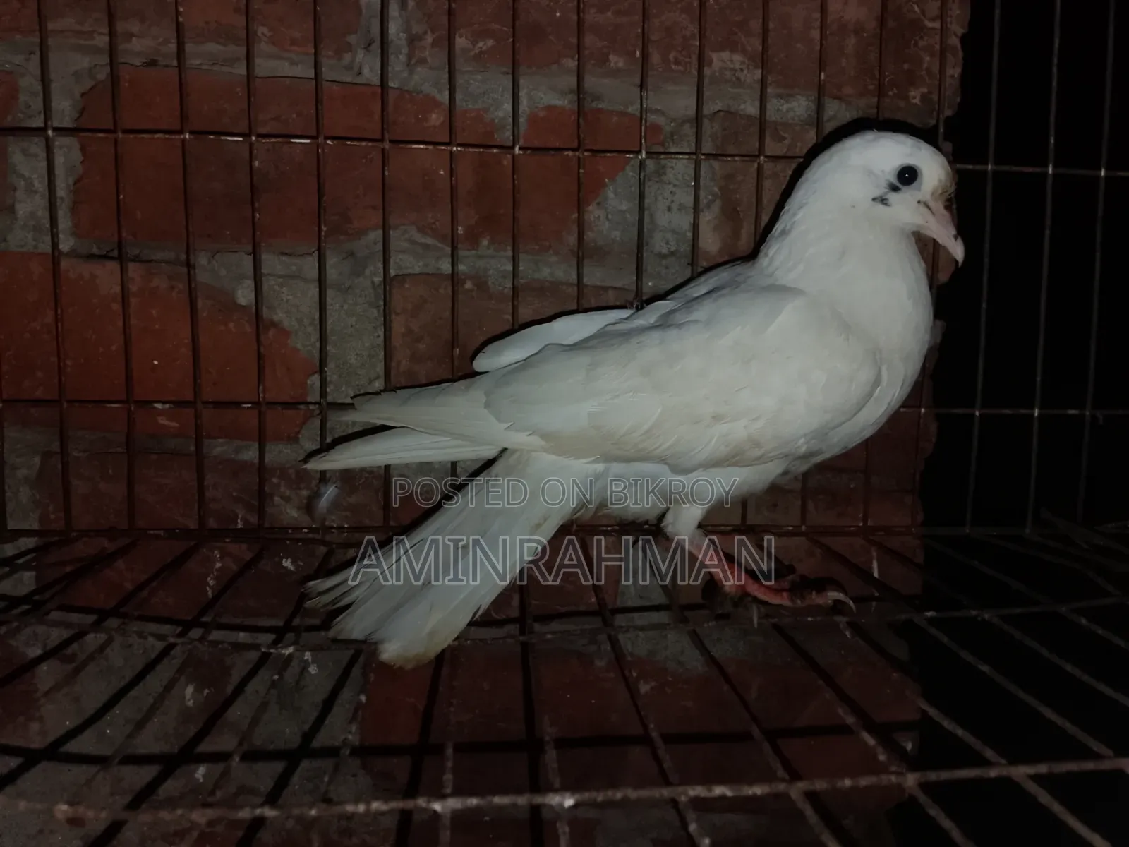 কবুতর বিক্রি হবে