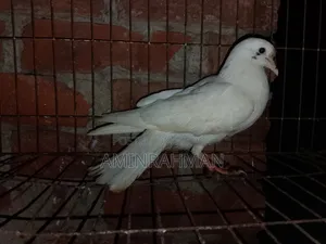 কবুতর বিক্রি হবে
