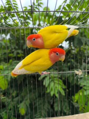 Love Bird Birds