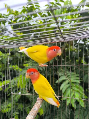 Love Bird Birds
