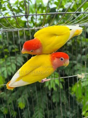 Love Bird Birds