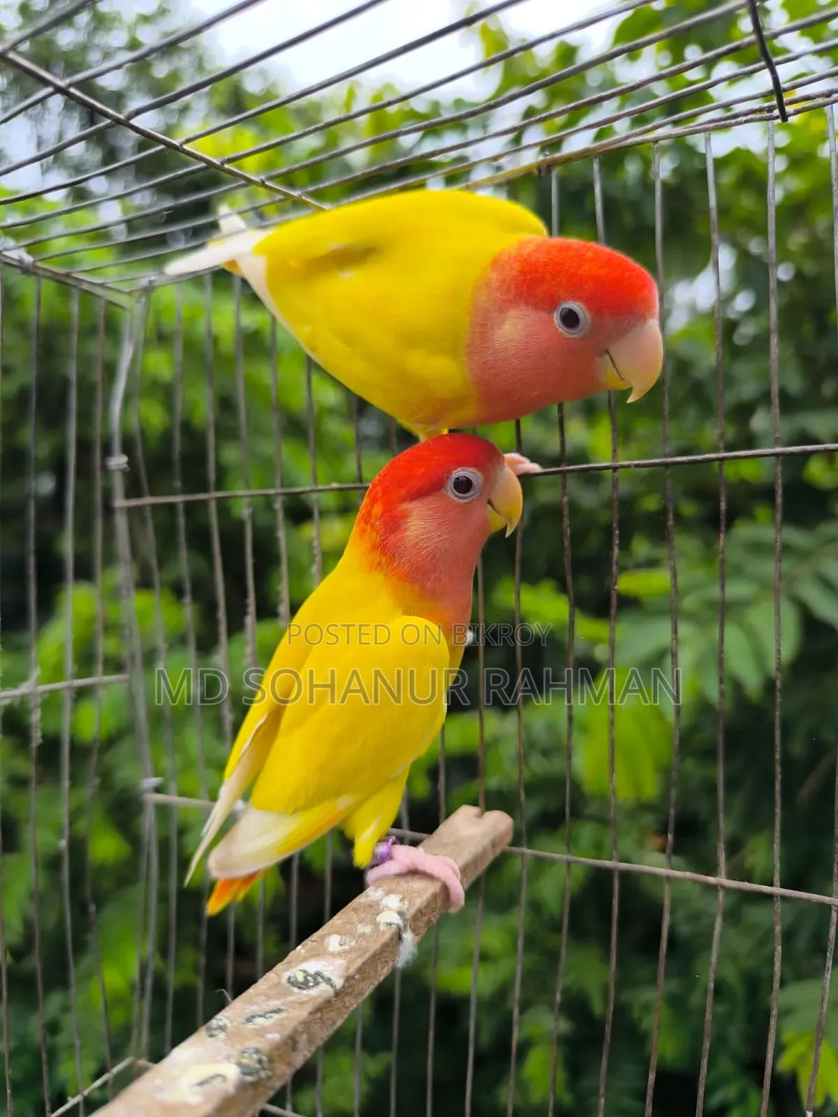 Love Bird Birds
