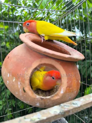 Love Bird Birds