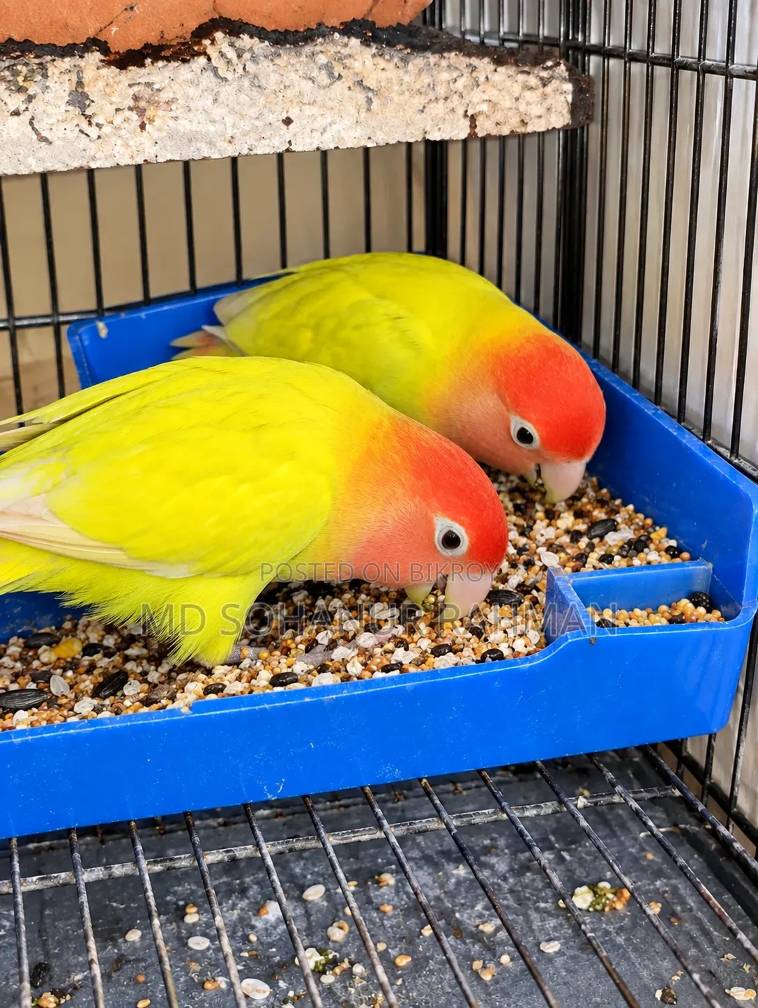 Love Bird Birds