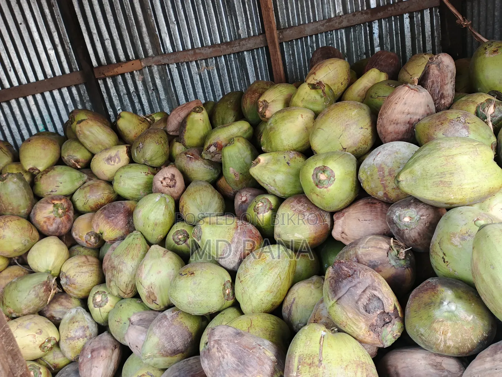 Coconut Betel Nut Husked Coconut Saplings