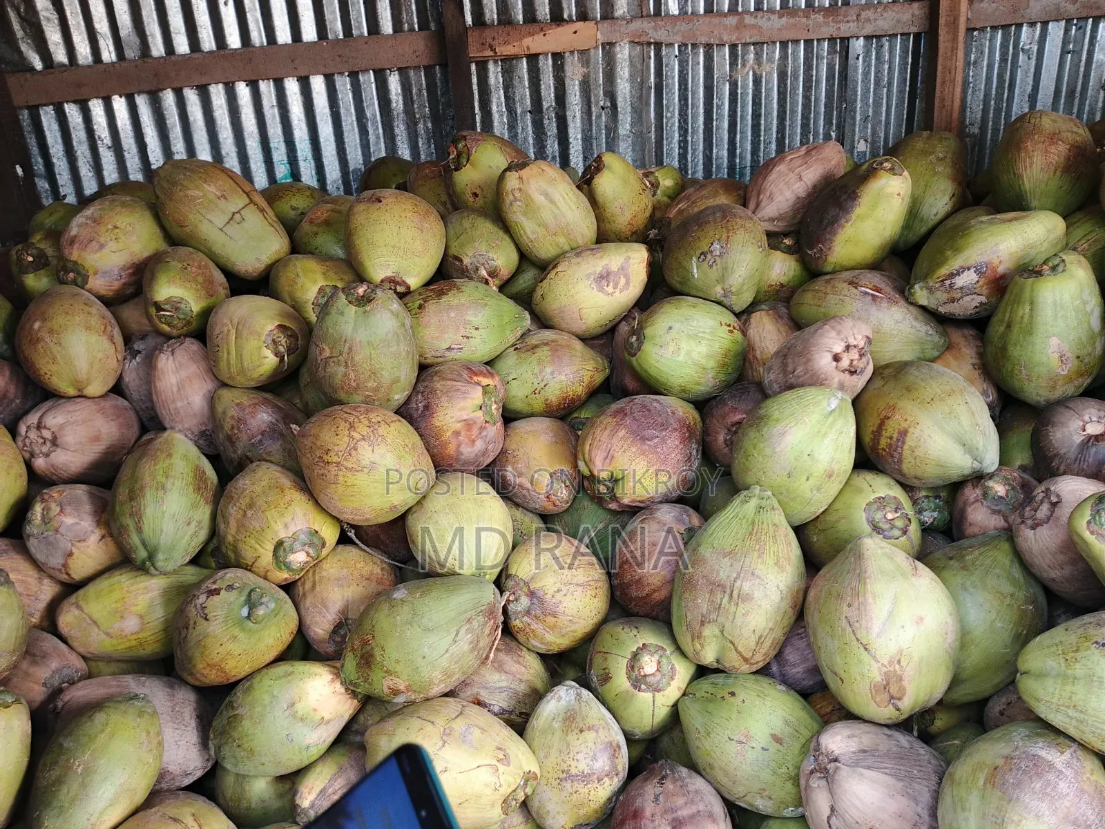 Coconut Betel Nut Husked Coconut Saplings