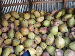 Coconut Betel Nut Husked Coconut Saplings