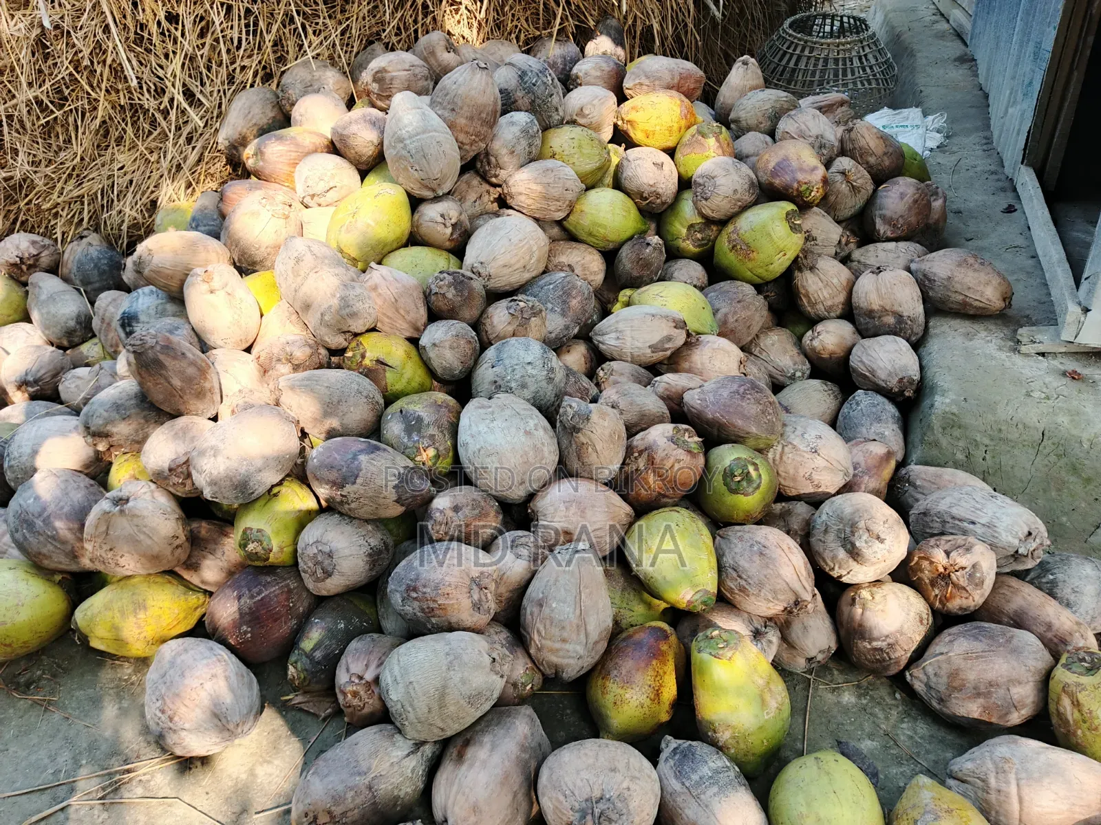 Coconut Betel Nut Husked Coconut Saplings