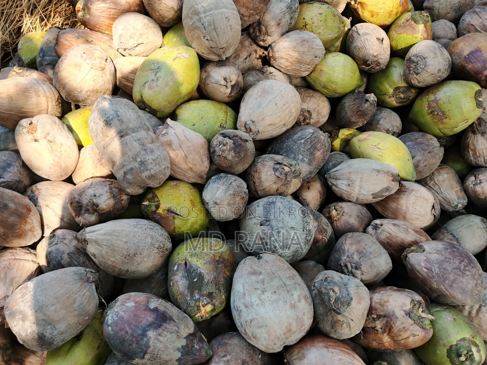 Coconut Betel Nut Husked Coconut Saplings