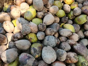 Coconut Betel Nut Husked Coconut Saplings