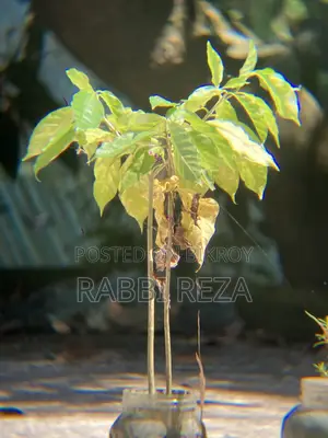 মোবাইল ক্যামেরা লেন্স