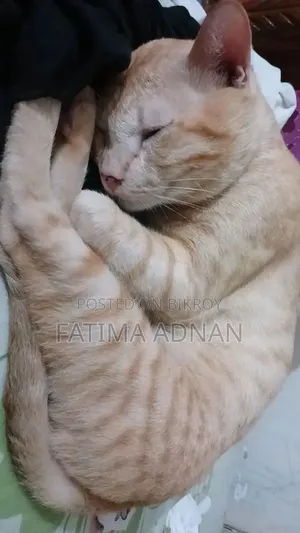 6-12 months Male Purebred Bengal