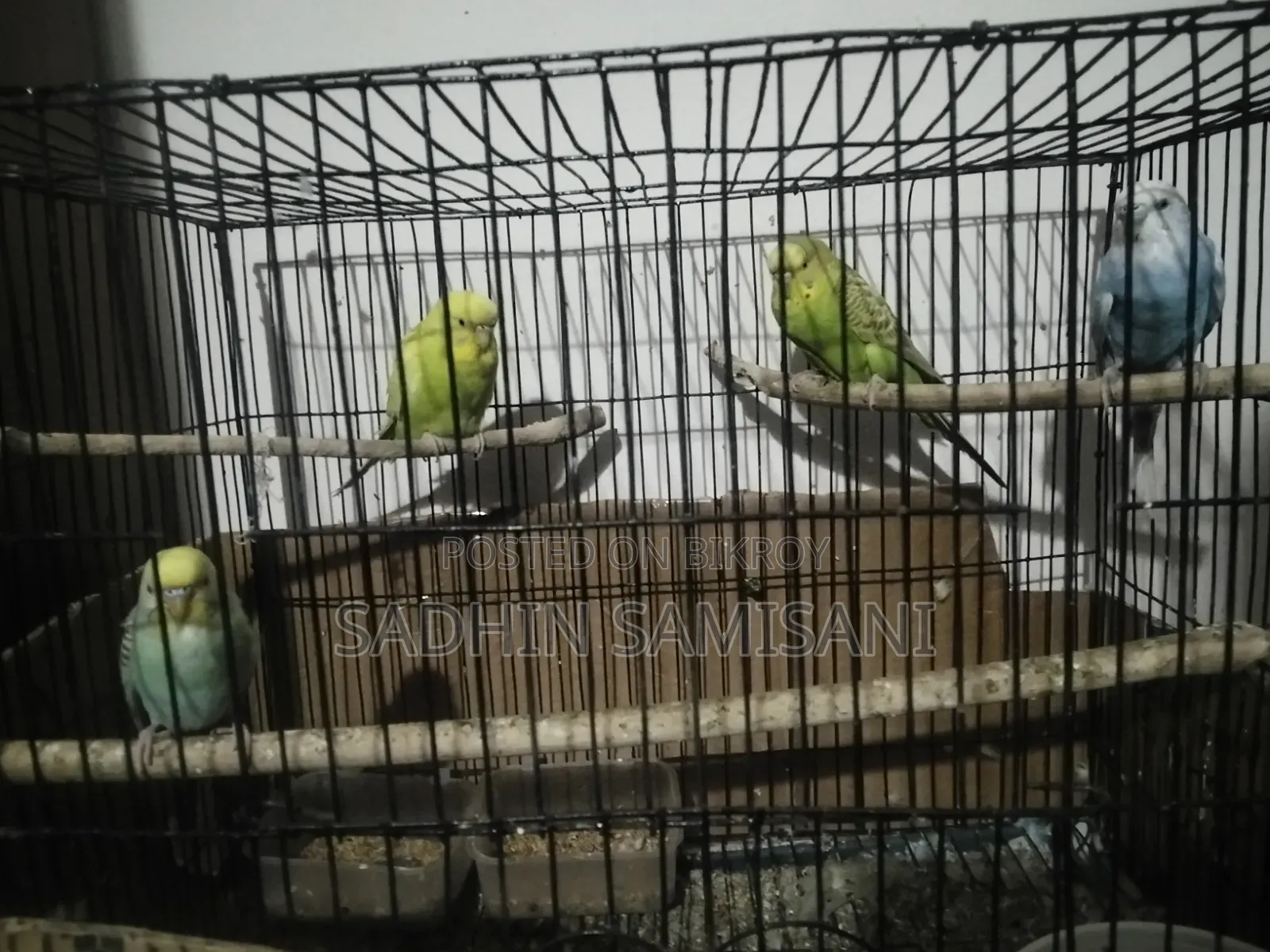 Bird for Sale